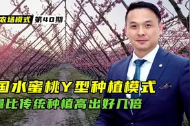 韩国水蜜桃Y型种植模式，产值比传统种植高出了好几倍！你喜欢么视频封面
