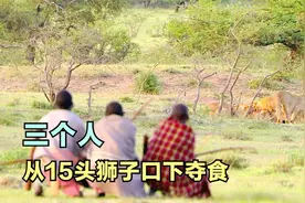 非洲人的疯狂狩猎，15头狮子嘴下夺食，爬40米高大树采蜂蜜视频封面