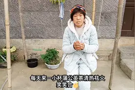 每天清晨一杯蒲公英茶，身体毒素全跑光，这样泡效果更好视频封面
