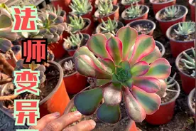 多肉法师如何变异的，大棚好几年了终于出现变异出锦了，好惊喜啊视频封面