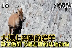 真正做到飞檐走壁的动物，大坝上奔跑的岩羊，行动敏捷如履平地视频封面