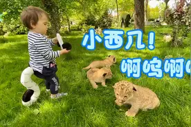 自家动物园刚出生的小狮子，软乎乎的摸起来真舒服视频封面