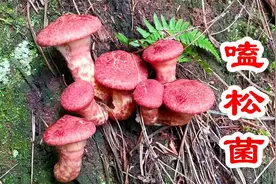 10月，农村姑娘带四眼狗进云南大山捡野生菌，你多久没捡菌了？视频封面