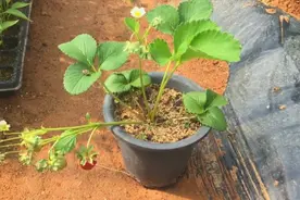 成熟的草莓切片浅埋土壤，几周后长出幼苗，养一年就能开花结果视频封面