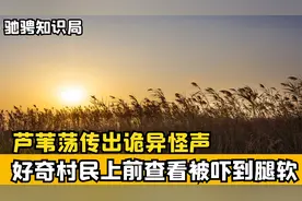 芦苇荡传出诡异怪声，
好奇村民上前查看吓到腿软，
究竟怎么回事视频封面