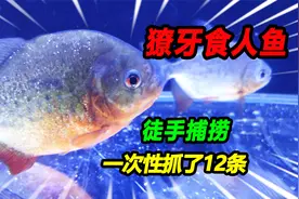 徒手抓12条13公分食人鱼，满嘴獠牙生撕15公分鲫鱼，猛鱼不过如此视频封面