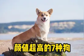 颜值超高的7种狗，柯基上榜！视频封面