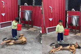 萌娃做错事被妈妈教育，哭着找家里狗狗告状，狗狗的反应惹爆笑！视频封面