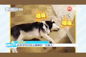 从来没见过这么懒惰的“汪星人”！迷糊狗狗们为偷懒花招百出视频封面