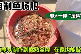 蔬菜瓜果最爱的鱼肠肥，高磷高钾肥力强，制作时有几点要注意！视频封面