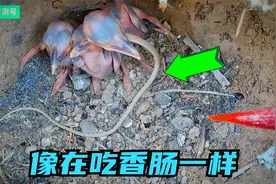 鸟宝宝超级能吃，它狂吞这条超大超长猎物，感觉它像在吃香肠一样视频封面