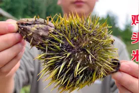 鸡头米这种土特产你吃过吗？带刺又难剥，怪不得要上百元一斤