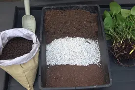 种植绿萝，盆土“3+1”配制，既营养又疏松透气，很合适绿萝生长视频封面
