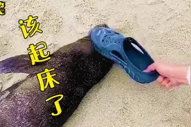 爆笑：该起床了，就剩你自己了，再不走真来不及了！视频封面