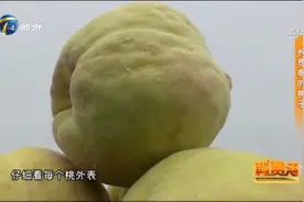 桃子表皮长疙瘩可味道却很甜，记者调查长疙瘩的桃子还能吃吗？视频封面