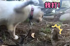 猫老六：你是在质疑我吗？我说你是啥你就是啥！视频封面