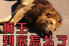 狮子忽然倒地，四条腿不断抽搐，它到底怎么了？视频封面