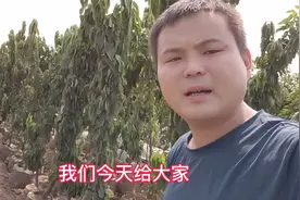 一根棍俄罗斯八号樱桃树苗品种特点，矮化樱桃苗基地视频封面