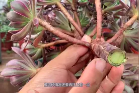 夏季法师出现黑腐干枯现象，如何处理，看看多肉大棚是如何处理的视频封面