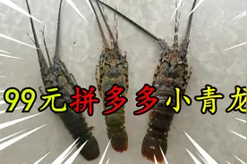 在拼多多网购了一箱小青龙，99元3条，这么便宜是真的吗？视频封面