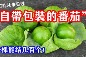 带壳番茄，一颗能产几百个，营养丰富，莎莎酱的灵魂：黏果酸浆视频封面