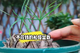 去野外别忘了捡松塔，不花一分钱，养成漂亮小盆栽视频封面