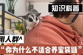 蜜袋鼯为什么不建议养？适合哪些人群饲养！良心科普！视频封面
