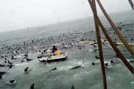 渔民在海上打渔，刚准备收网，数千只海狮就开始趁火打劫视频封面