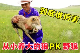 从小养大的狼和野狼PK，到底谁更厉害？有些让人出乎意料视频封面