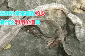 在野外常常看见蛇脱下来的蛇皮，有什么利用价值吗？为何要脱皮？视频封面
