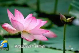 惊艳！花中珍品并蒂莲绽放，如婷婷少女，莱州71岁市民：头一回见视频封面