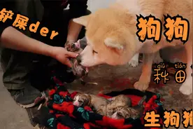 狗狗临产前征兆和生产全过程，一个个小生命，萌萌的真可爱视频封面