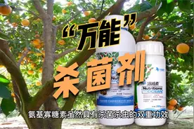 “万能”杀菌剂氨基寡糖素，合理混配效果好，3分钟带你了解