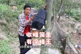 小伙教你一招，让你能够快速的判断收蜂笼里的蜜蜂有没抓到蜂王视频封面