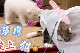 谁说猫狗天生相克？这只萨摩耶就成了小猫咪的忠实追随者！
