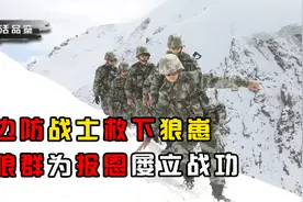 戍边部队救下狼崽，养大后狼群站岗报恩，印军看到十分紧张视频封面