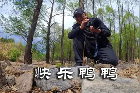 拍摄一群快乐鸭鸭，春江水暖鸭先知，牛粪不脏，脏的是人心