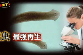 拥有超强能力的涡虫，肢体被切快速恢复，再生能力人类能否借鉴？视频封面