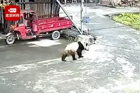 雅安大熊猫下山进村溜达 村民：可可爱爱就是屁股有点脏视频封面