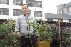 嫁接成活的月季树一边的枝条被折断了，就这样给它处理一下，视频封面