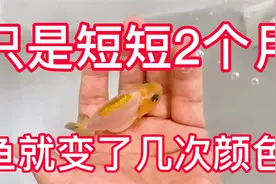 兰寿鱼苗也像变色龙不断地进化，短短2个月颜色完全改变，真神奇