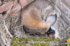 实拍公羊兔产仔全过程，边生产边疯狂舔小兔子，太有爱了视频封面