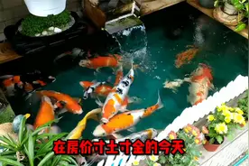 互动性最好的观赏鱼排名第5：锦鲤视频封面