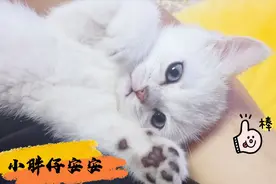 小猫咪挑战钻老鼠洞，它能否成功呢？萌萌哒#小胖仔安安#视频封面