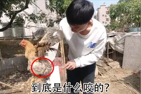 家鸡被不明生物咬大半个屁股，又有发鸡瘟的，损失有点承受不住了