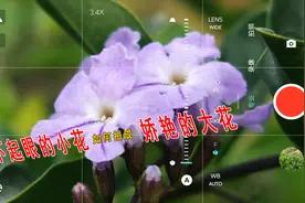 技巧交流：路边普通的小花，可以试试这样拍哦！视频封面
