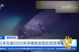 日本在超2000米深海底发现巨型深海鱼，总长约2.53米|第一时间视频封面