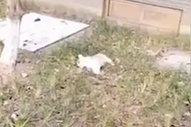 无锡5岁女孩抱着宠物狗13楼坠落，女孩抢救中，小狗被压身下死亡视频封面