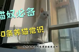 养猫常识40条，新手养猫入门基础，铲屎官们，总有一条你不知道视频封面