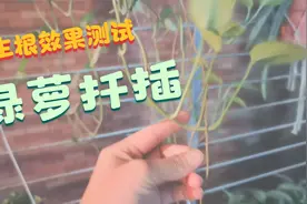 绿萝水培扦插是否用生根粉，效果差别挺大，和想象中不同视频封面